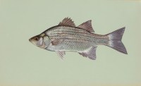 White Bass