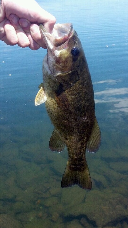 Manchester Pond Smallies