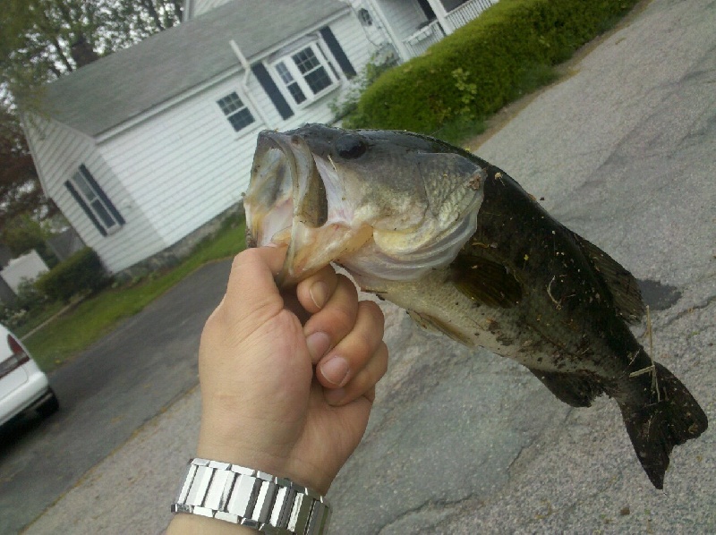 Spring bass and pickerel