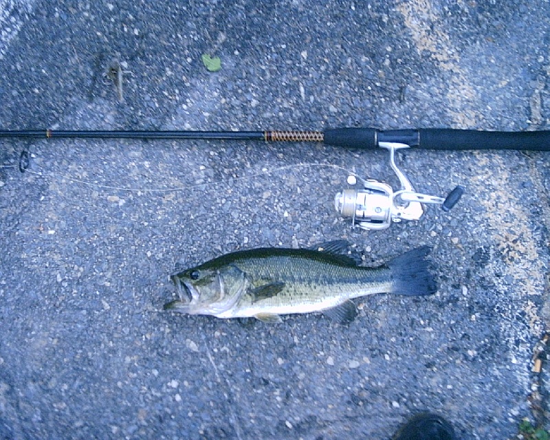 6/19/08 - Dudley Pond - Wayland, MA