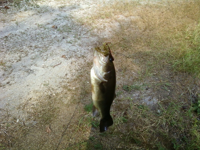 nice bass